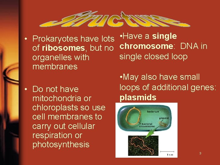  • Prokaryotes have lots • Have a single of ribosomes, but no chromosome: