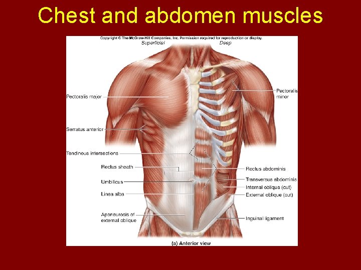 Chest and abdomen muscles 