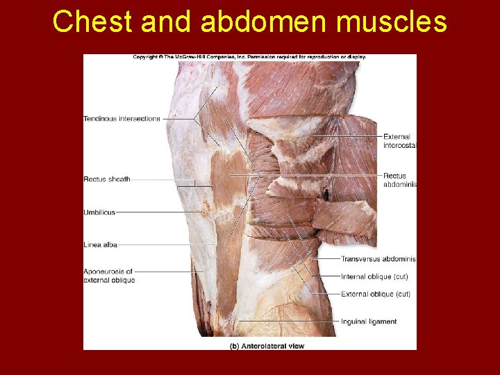 Chest and abdomen muscles 