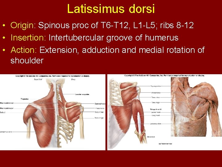 Latissimus dorsi • Origin: Spinous proc of T 6 -T 12, L 1 -L