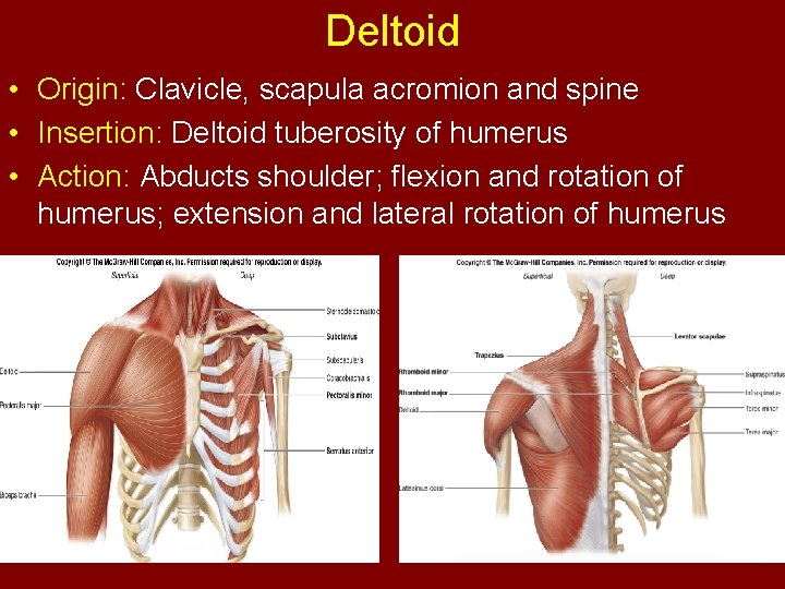 Deltoid • Origin: Clavicle, scapula acromion and spine • Insertion: Deltoid tuberosity of humerus