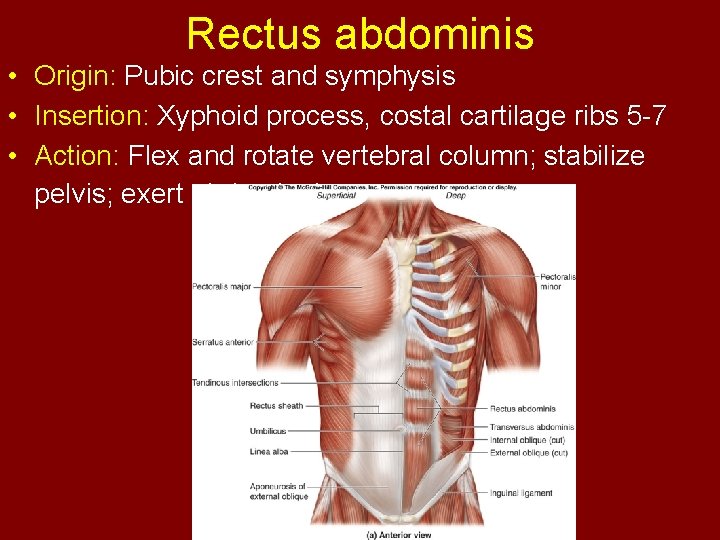 Rectus abdominis • Origin: Pubic crest and symphysis • Insertion: Xyphoid process, costal cartilage