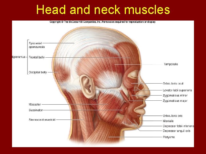 Head and neck muscles 