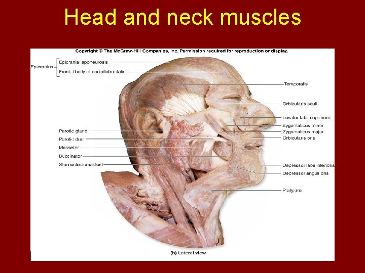 Head and neck muscles 