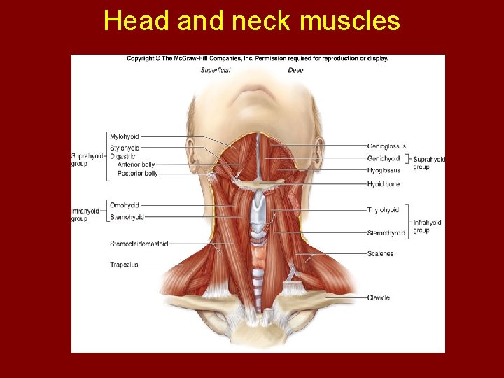 Head and neck muscles 