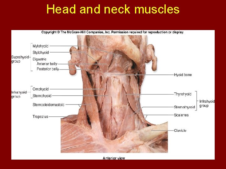 Head and neck muscles 