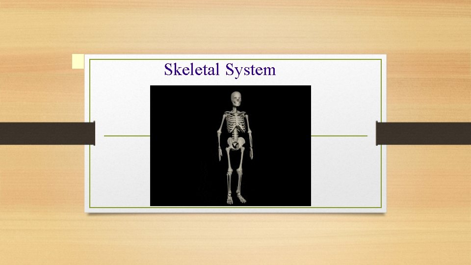 Skeletal System 