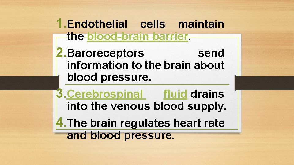 1. Endothelial cells maintain the blood-brain barrier. 2. Baroreceptors send information to the brain