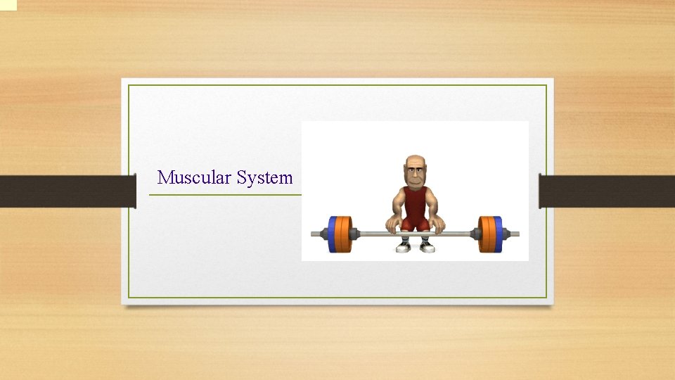 Muscular System 