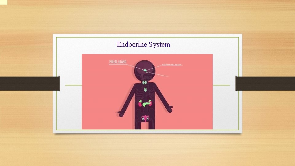 Endocrine System 