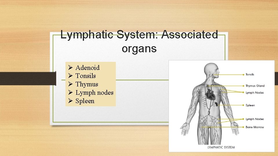 Lymphatic System: Associated organs Ø Ø Ø Adenoid Tonsils Thymus Lymph nodes Spleen 