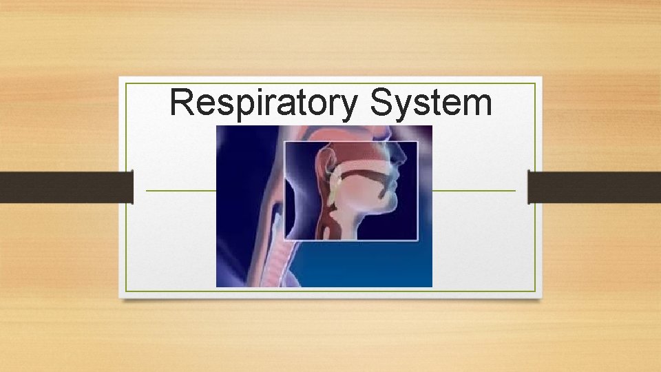 Respiratory System 