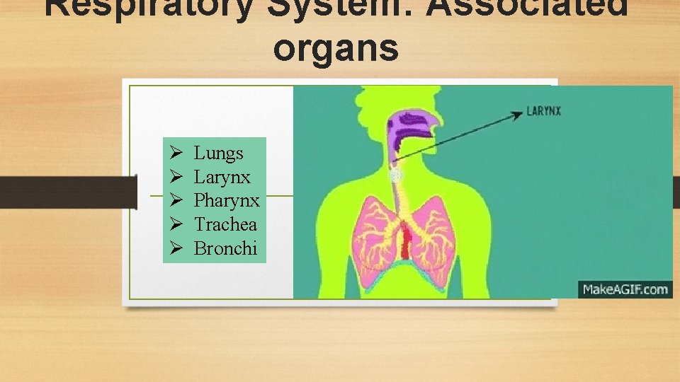 Respiratory System: Associated organs Ø Ø Ø Lungs Larynx Pharynx Trachea Bronchi 