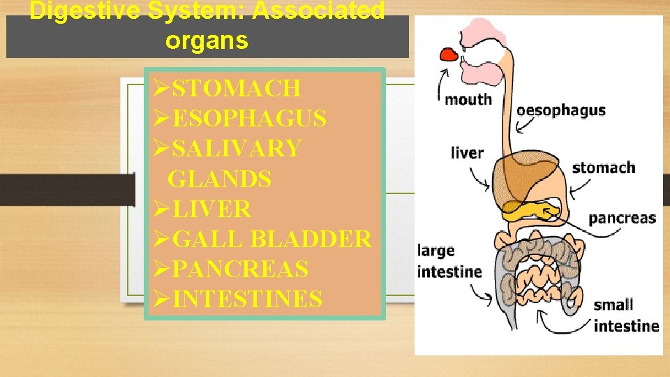 Digestive System: Associated organs ØSTOMACH ØESOPHAGUS ØSALIVARY GLANDS ØLIVER ØGALL BLADDER ØPANCREAS ØINTESTINES 