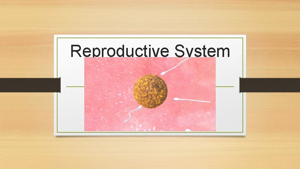 Reproductive System 