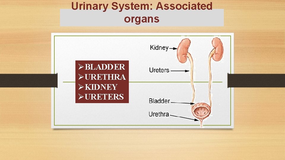 Urinary System: Associated organs ØBLADDER ØURETHRA ØKIDNEY ØURETERS 