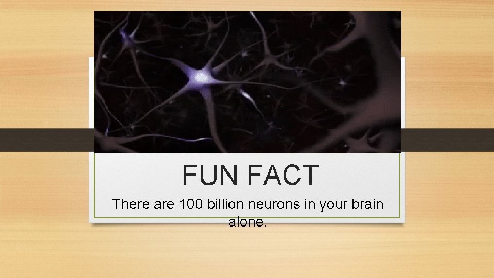 FUN FACT There are 100 billion neurons in your brain alone. 