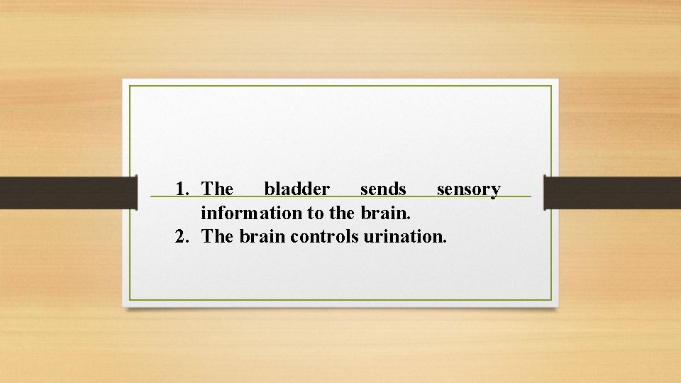 1. The bladder sends sensory information to the brain. 2. The brain controls urination.