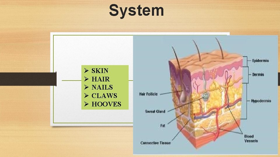 System Ø Ø Ø SKIN HAIR NAILS CLAWS HOOVES 