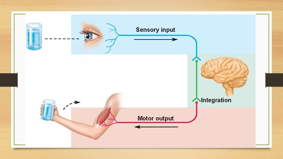 Sensory input Integration Motor output 