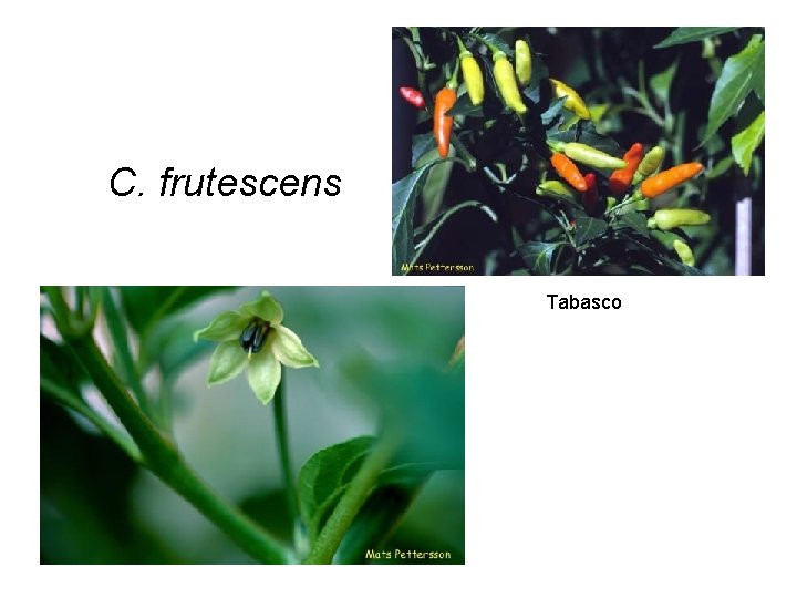 C. frutescens Tabasco 