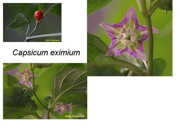 Capsicum eximium 