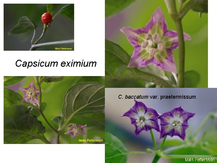 Capsicum eximium C. baccatum var. praetermissum 