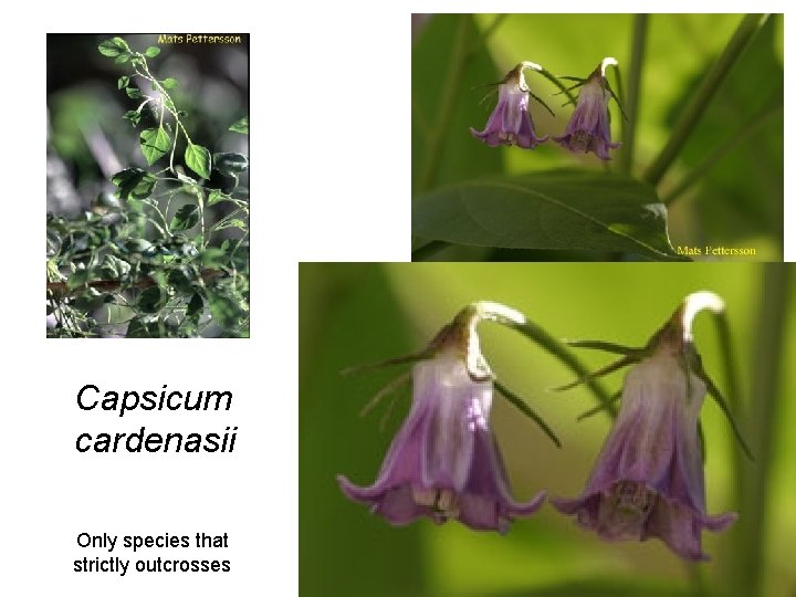 Capsicum cardenasii Only species that strictly outcrosses 