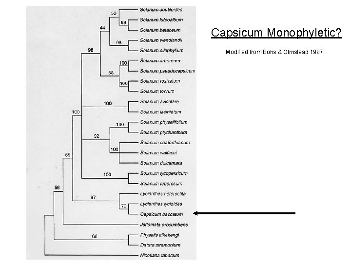 Capsicum Monophyletic? Modified from Bohs & Olmstead 1997 
