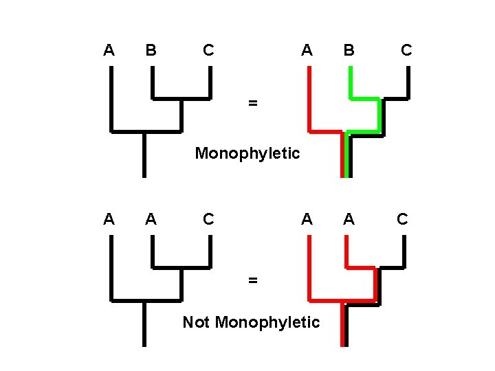 A B C A A C = Monophyletic A A C = Not Monophyletic