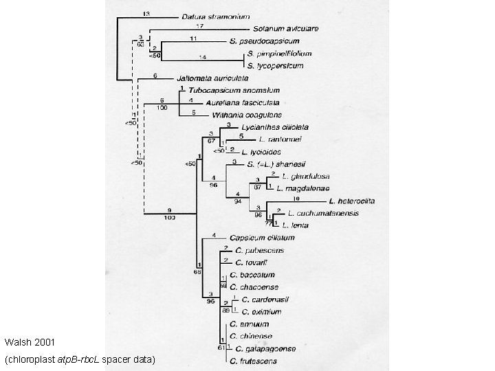 Walsh 2001 (chloroplast atp. B-rbc. L spacer data) 