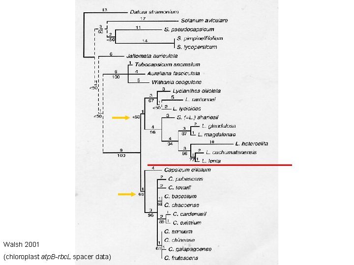 Walsh 2001 (chloroplast atp. B-rbc. L spacer data) 