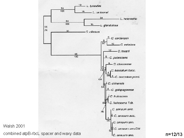 Walsh 2001 combined atp. B-rbc. L spacer and waxy data n=12/13 