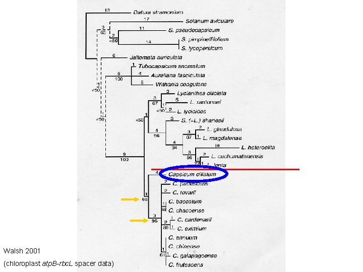 Walsh 2001 (chloroplast atp. B-rbc. L spacer data) 