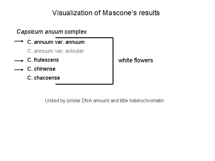 Visualization of Mascone’s results Capsicum anuum complex C. annuum var. annuum C. annuum var.