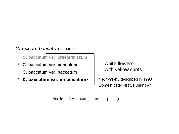 Capsicum baccatum group C. baccatum var. praetermissum C. baccatum var. pendulum C. baccatum var.