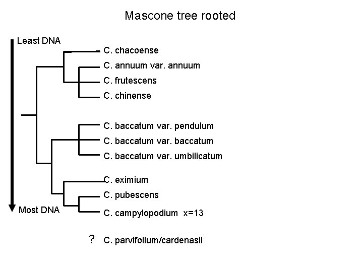 Mascone tree rooted Least DNA C. chacoense C. annuum var. annuum C. frutescens C.