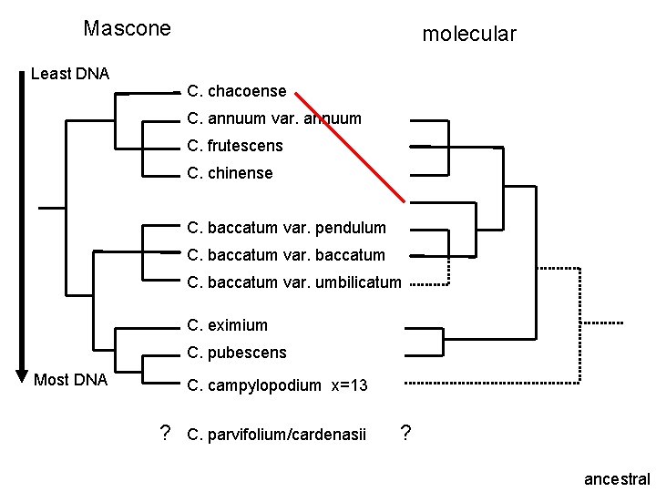 Mascone Least DNA molecular C. chacoense C. annuum var. annuum C. frutescens C. chinense