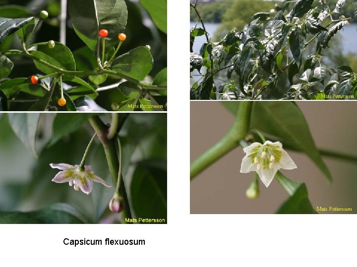 Capsicum flexuosum 