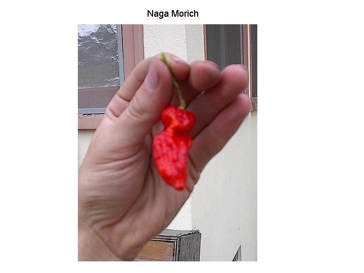 Naga Morich 