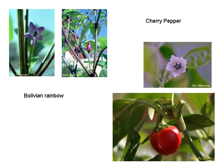 Cherry Pepper Bolivian rainbow 