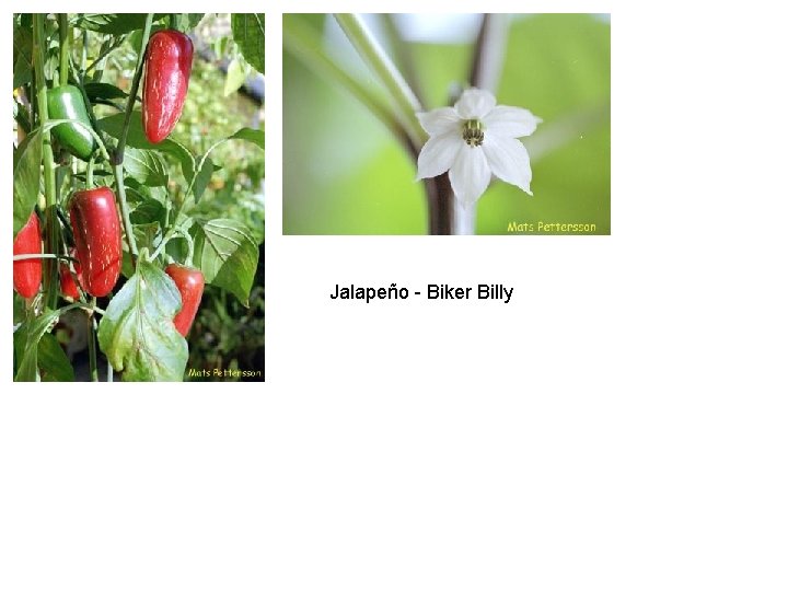 Jalapeño - Biker Billy 