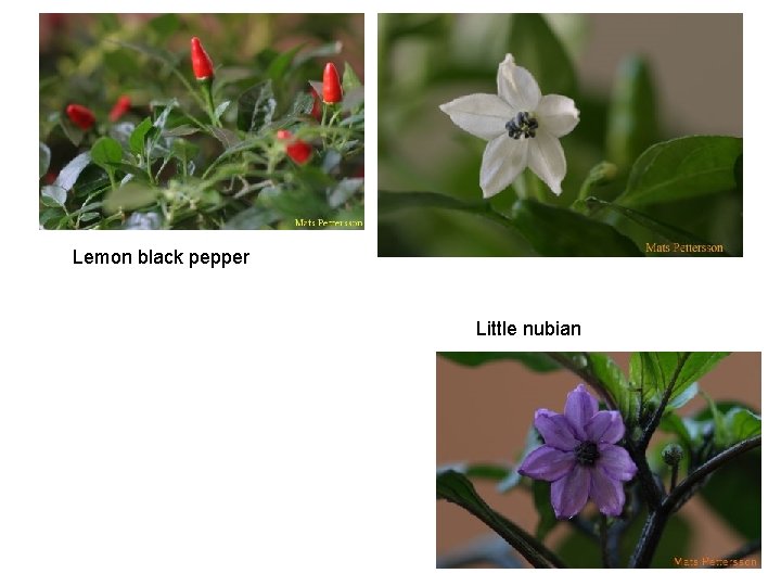 Lemon black pepper Little nubian 