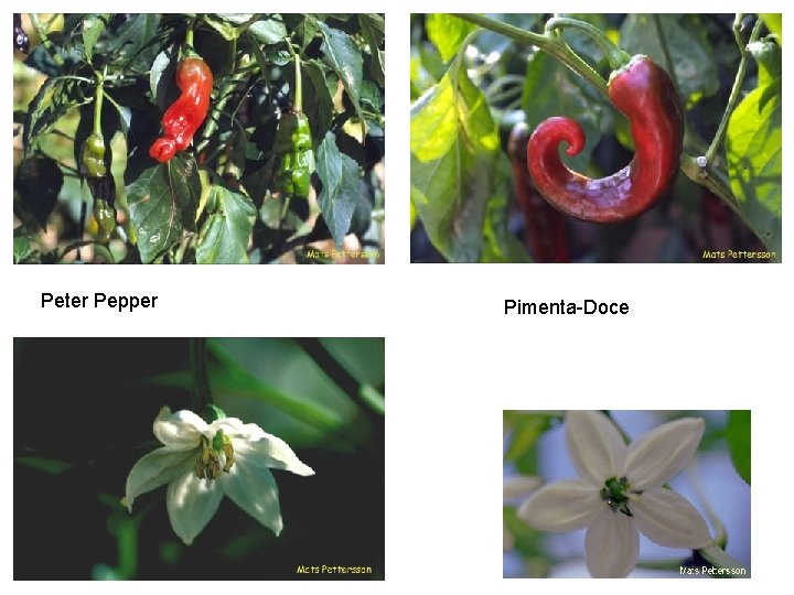 Peter Pepper Pimenta-Doce 