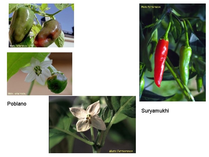 Poblano Suryamukhi 