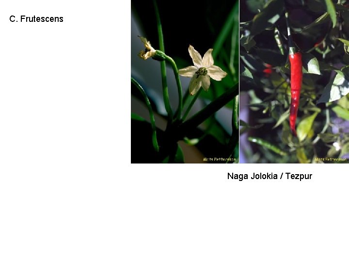 C. Frutescens Naga Jolokia / Tezpur 