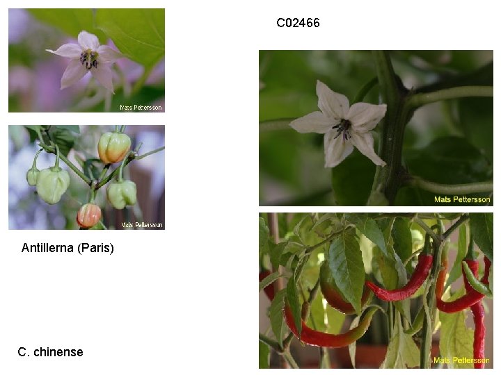 C 02466 Antillerna (Paris) C. chinense 
