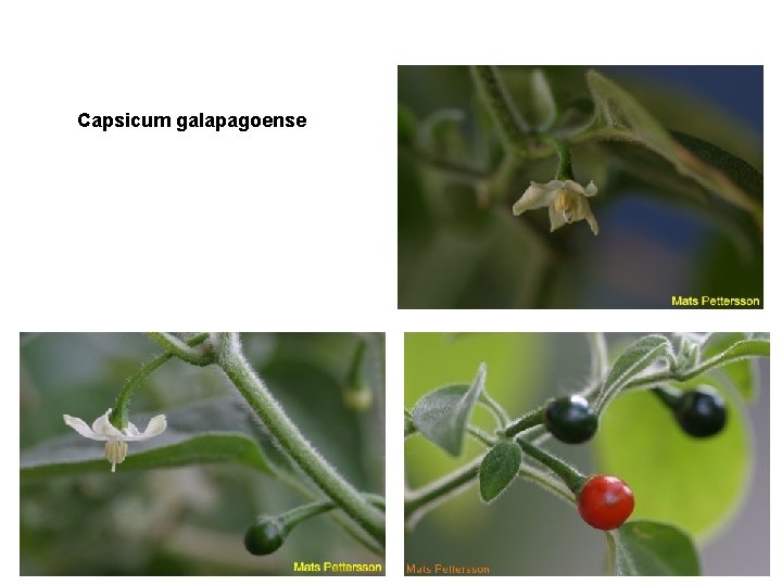 Capsicum galapagoense 