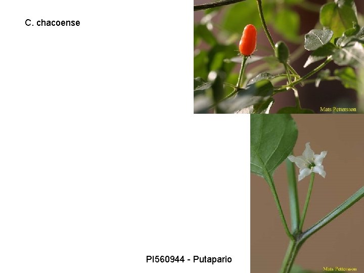 C. chacoense PI 560944 - Putapario 