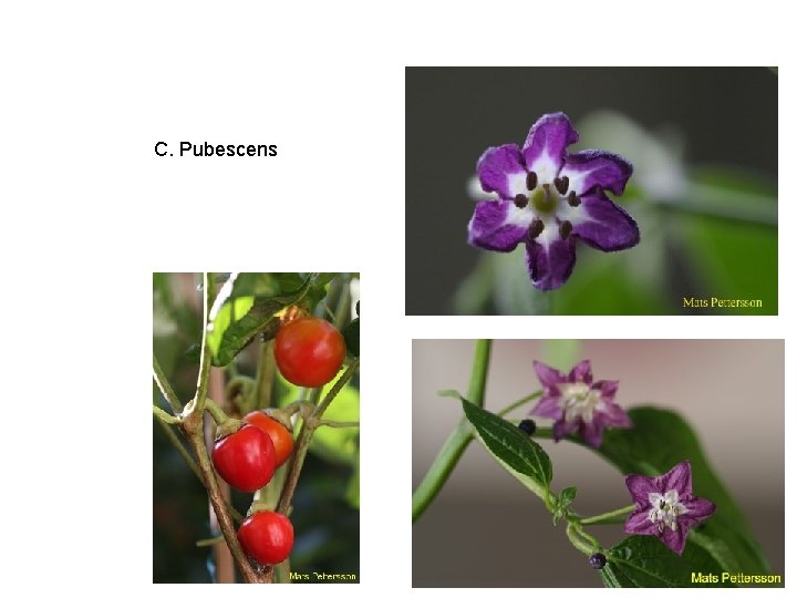 C. Pubescens 